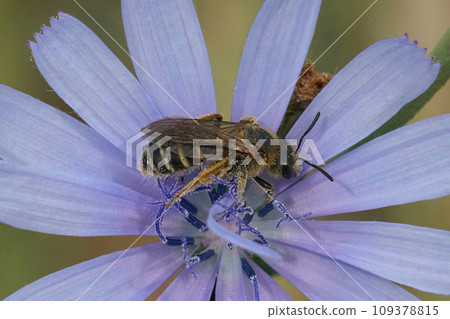 Closeup on a female end-banded furrow bee, Halictus, in a blue wild chicory flower Closeup on a female end-banded furrow bee, Halictus, in a blue wild chicory flower 109378815