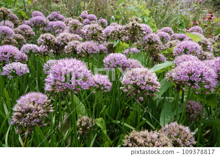 Closep on a vibrant purple blossoming ornamental onions , Allium, in a gardening flowerbed Closep on a vibrant purple blossoming ornamental onions , Allium, in a gardening flowerbed 109378817