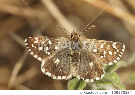 Closeup on a small brown Southern Grizzled skipper butterfly, Pyrgus malvoides, with spread wings 109378824