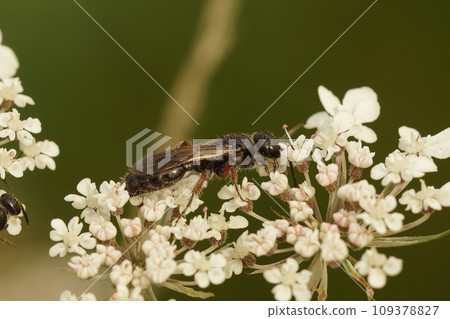 Closeup on a small hairy Tiphhid wasp, Tiphia femorata 109378827