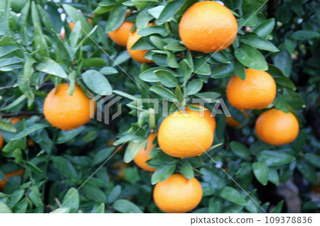 Iyokan fruit on a rainy day Iyokan fruit on a rainy day 109378836