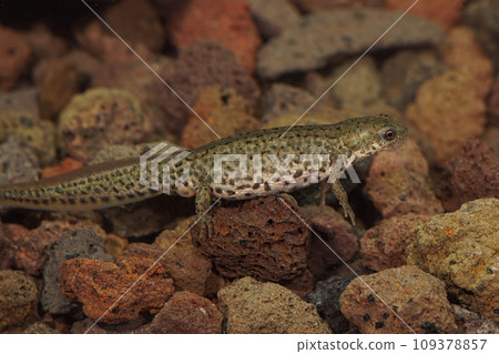 Closeup of a gravid female of small Italian newt, Lissotriton italicus Closeup of a gravid female of small Italian newt, Lissotriton italicus 109378857