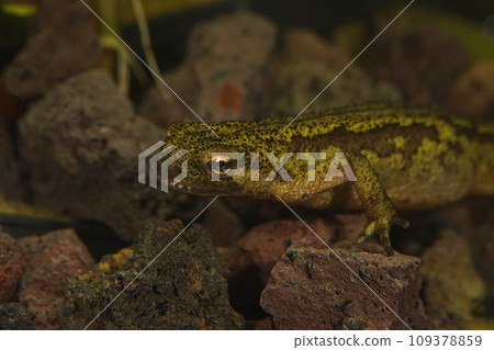 Closeup on an aquatic female European Montadon's newt, Lissotriton montandoni 109378859