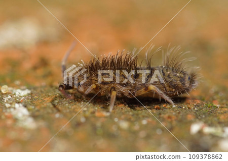 Closeup on a hairy, spooky microscopic springtail, Orchesella villosa in the garden Closeup on a hairy, spooky microscopic springtail, Orchesella villosa in the garden 109378862