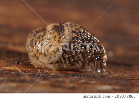 Closeup on a young grey field or garden slug, Deroceras reticulatum on wooden surface Closeup on a young grey field or garden slug, Deroceras reticulatum on wooden surface 109378863