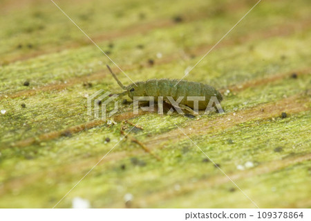 Closeup on a microscopic small green springtail, Isotomurus graminis, sitting on wood Closeup on a microscopic small green springtail, Isotomurus graminis, sitting on wood 109378864