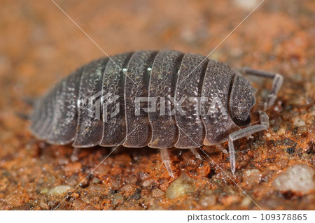Closeup on a grey armoured roughskinned woodlouse, Porcellio scaber Closeup on a grey armoured roughskinned woodlouse, Porcellio scaber 109378865