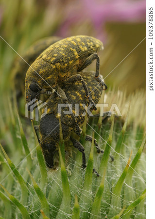 Closeup on copulation of two yellow colored thistle weevil beetle, Larinus turbinatus on their host plant 109378866
