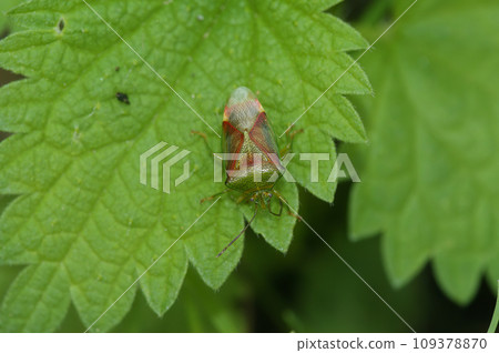 Closeup on a colorful, overwintering Birch shieldbug, Elasmostethus interstinctus, sitting on a green leaf Closeup on a colorful, overwintering Birch shieldbug, Elasmostethus interstinctus, sitting on a green leaf 109378870
