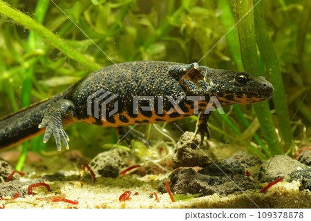 Closeup on an aquatic female balkan crested newt , Triturus ivanbureschi under water Closeup on an aquatic female balkan crested newt , Triturus ivanbureschi under water 109378878