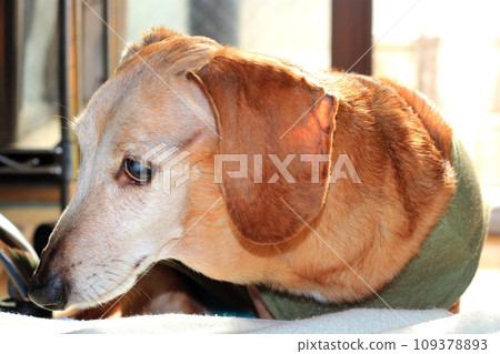 Miniature Dax 109378893