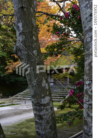 Honen-in Temple, camellia and white birch, autumn leaves 109378952
