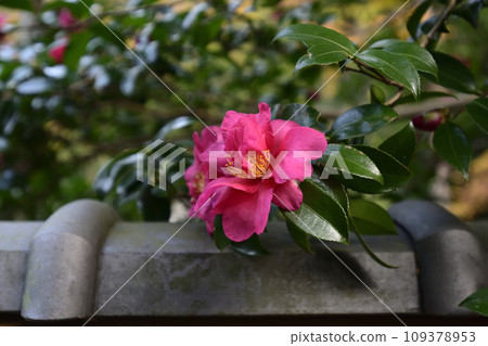 Honen-in Temple Camellia and autumn leaves Honen-in Temple Camellia and autumn leaves 109378953