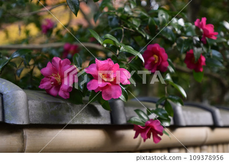 法然院山茶花和秋葉 109378956