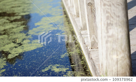 A pond covered in thick layers of mud and wooden bridge A pond covered in thick layers of mud and wooden bridge 109378962