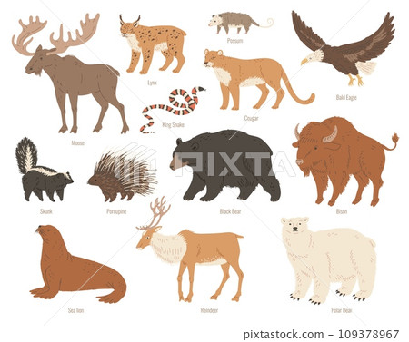 North America animals vector illustrations colorful set, Moose, Bison, bear reindeer wild forest animals Skunk, Cougar 109378967