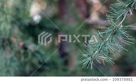 larch twig and larch needles larch twig and larch needles 109378981