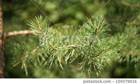 larch twig and larch needles larch twig and larch needles 109379016