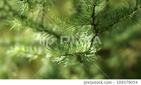 larch twig and larch needles larch twig and larch needles 109379054