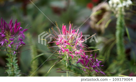 pink cleoma flower on a soft dark background pink cleoma flower on a soft dark background 109379064