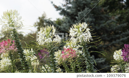 white and pink cleoma flower white and pink cleoma flower 109379076