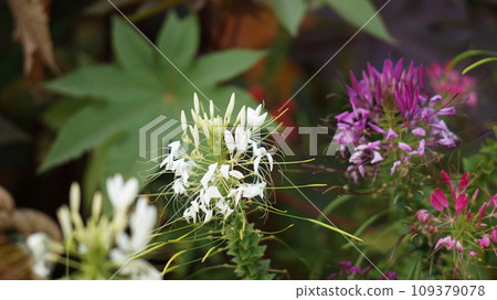 white and pink cleoma flower on a soft dark background 109379078