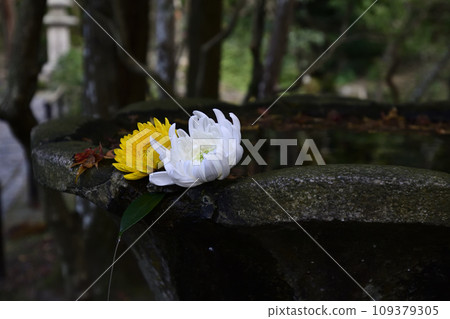 法然院水族館和菊花 法然院水族館和菊花 109379305
