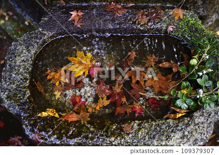 楓葉散落的法然院水瓶 109379307