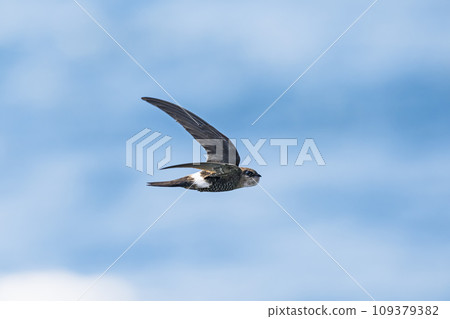 Amatee battle flight Amatee battle flight 109379382