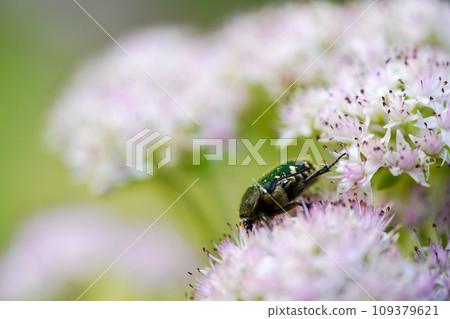Honey beetles that eat pollen from Crassulinum 109379621
