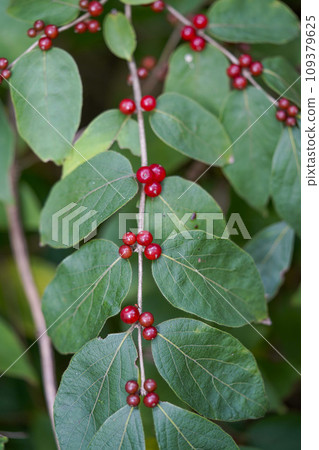 哈納瓜的紅色漿果在秋天變色 109379625