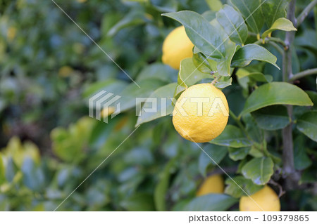 檸檬田水果 109379865