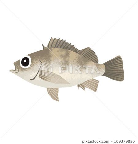 石斑魚水彩插圖 石斑魚水彩插圖 109379880