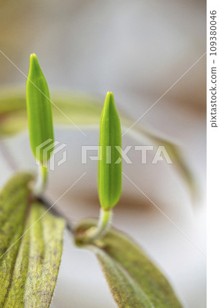 Phototogis 具有垂直延伸的長橢圓形膠囊 Phototogis 具有垂直延伸的長橢圓形膠囊 109380046