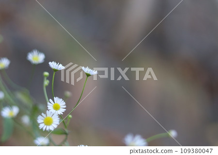 姬城花 姬城花 109380047
