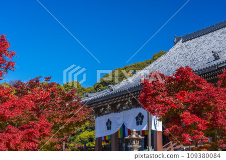 Autumn Chishaku-in, bright red maple leaves and Kondo (Higashiyama Ward, Kyoto City) Autumn Chishaku-in, bright red maple leaves and Kondo (Higashiyama Ward, Kyoto City) 109380084
