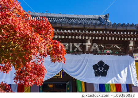 Autumn Chishaku-in, bright red maple leaves and Kondo (Higashiyama Ward, Kyoto City) 109380088