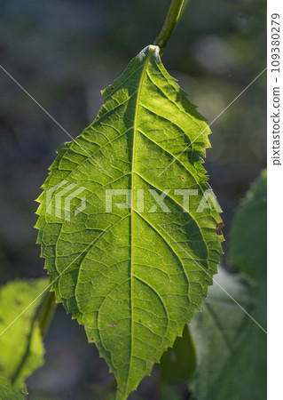 Boil and drink Amacha leaves/dried leaves. Boil and drink Amacha leaves/dried leaves. 109380279