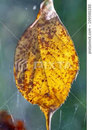 A cherry leaf caught in a spider's web 109380280