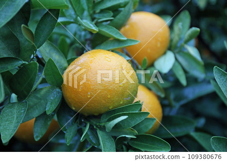 Iyokan fruit on a rainy day 109380676