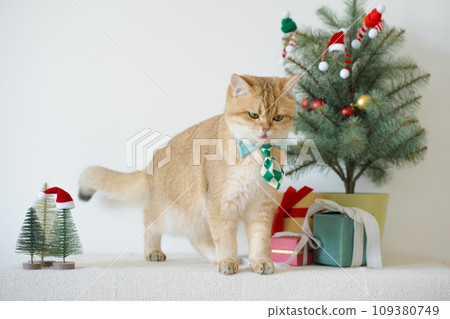 british cat wear green necktie sit on white table with christmas tree gift box and ornament decorate background 109380749