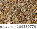 dry grass background in my front garden 109380770