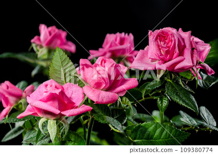 Pink tea rosebush on a black background Pink tea rosebush on a black background 109380774
