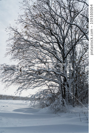 Country winter landscape Country winter landscape 109380864