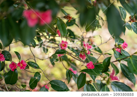 紅山茶花紅侘介 紅山茶花紅侘介 109380888