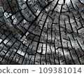 A beautiful wood pattern backdrop that can be used for a variety of purposes. 109381014