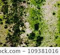 The background wall has a beautiful green and white pattern. 109381016