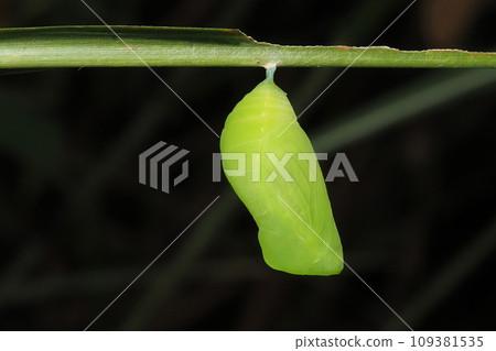 Crocodile pupa pupa Crocodile pupa pupa 109381535