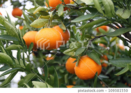 Iyokan fruit on a rainy day 109381550