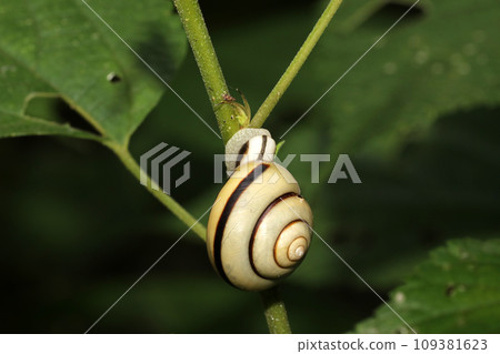 Hakone Maimai 109381623